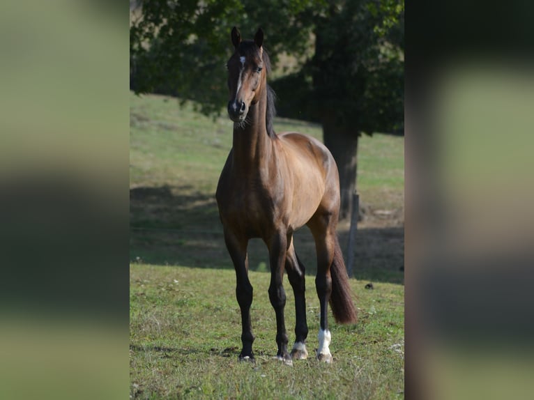 KWPN Caballo castrado 6 años 172 cm Castaño oscuro in Trivy