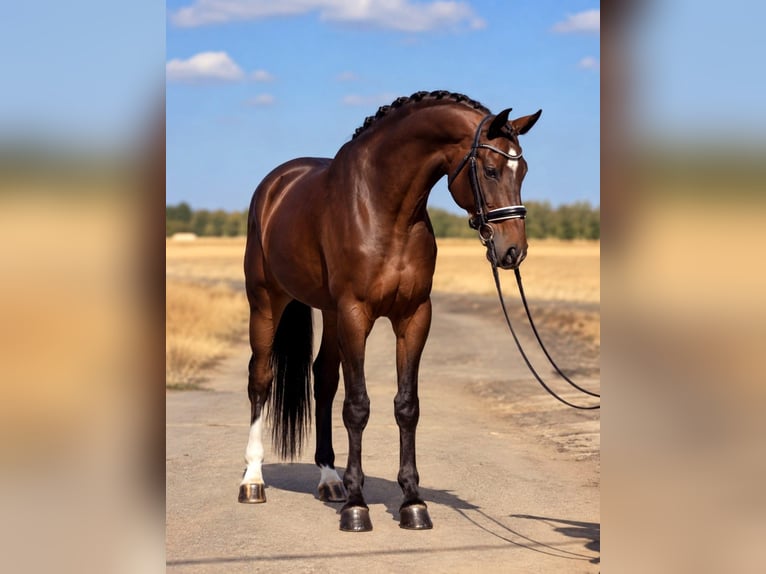 KWPN Caballo castrado 6 años 172 cm Castaño rojizo in Dunaújvárosi Járás