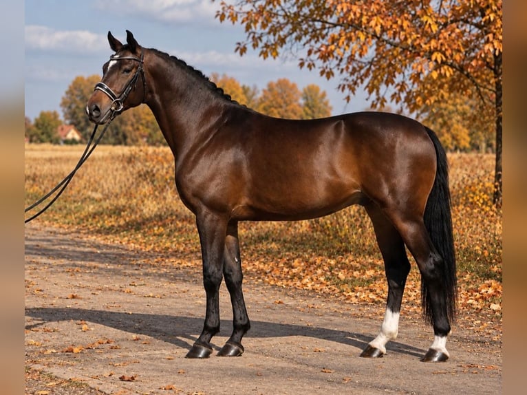 KWPN Caballo castrado 6 años 172 cm Castaño rojizo in Dunaújvárosi Járás
