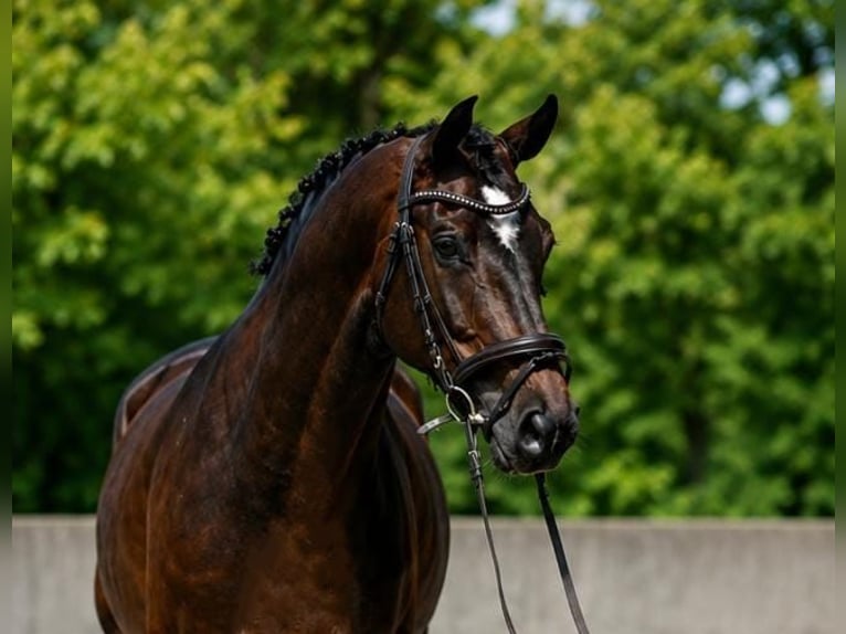 KWPN Caballo castrado 6 años 172 cm Castaño rojizo in Dunaújvárosi Járás