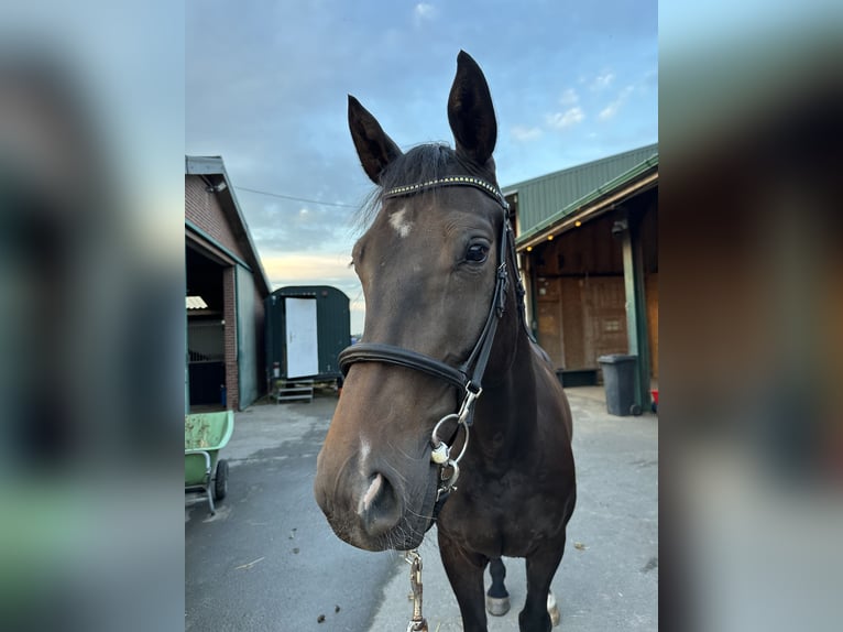 KWPN Caballo castrado 6 años 172 cm Morcillo in Ysselsteyn