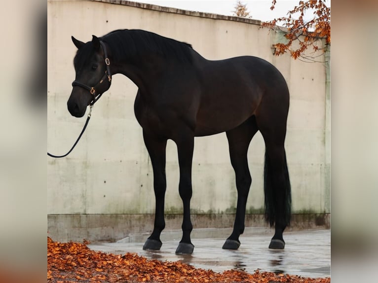 KWPN Caballo castrado 6 años 172 cm Morcillo in M&#xF3;r