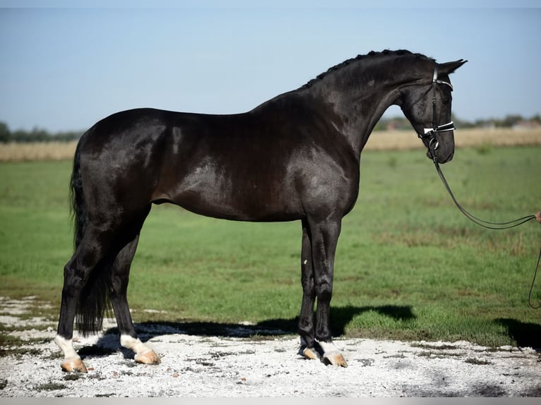 KWPN Caballo castrado 6 años 172 cm Negro in Cegléd