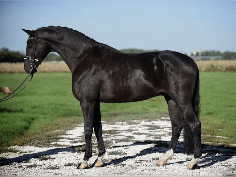 KWPN Caballo castrado 6 años 172 cm Negro in Cegléd