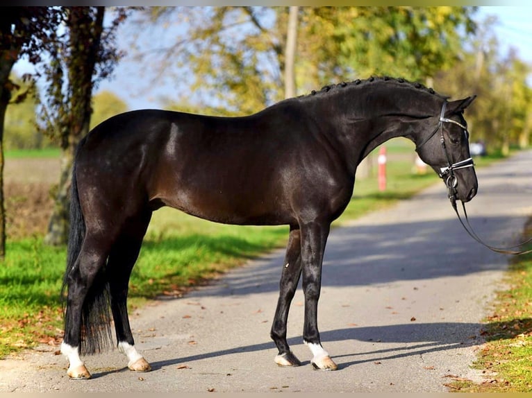 KWPN Caballo castrado 6 años 172 cm Negro in Cegléd