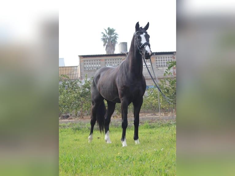 KWPN Caballo castrado 6 años 172 cm Negro in Corbera