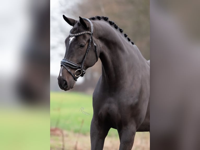 KWPN Caballo castrado 6 años 172 cm Negro in Peer