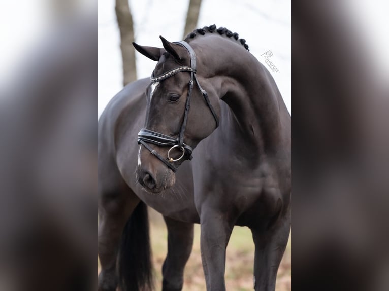 KWPN Caballo castrado 6 años 172 cm Negro in Peer
