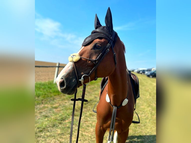 KWPN Caballo castrado 6 años 173 cm Alazán in Hof