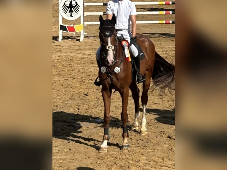 KWPN Caballo castrado 6 años 173 cm Alazán in Hof