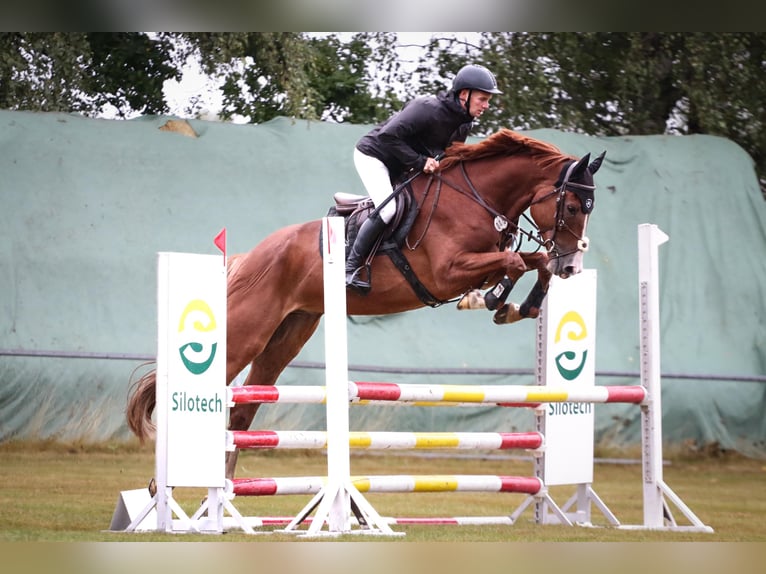 KWPN Caballo castrado 6 años 173 cm Alazán in Hof