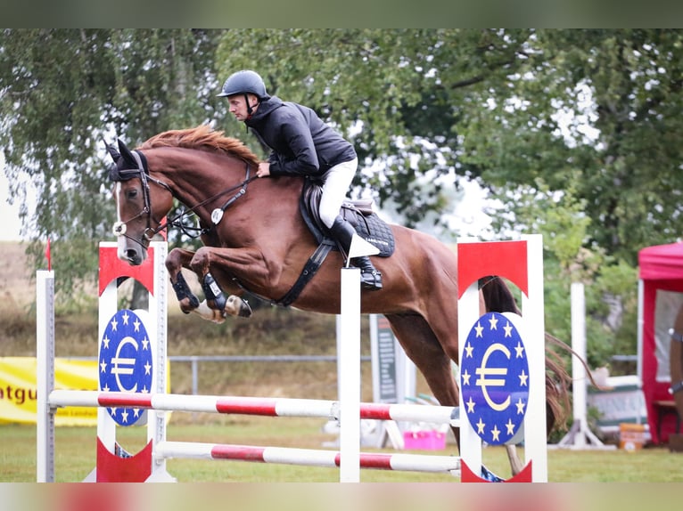 KWPN Caballo castrado 6 años 173 cm Alazán in Hof