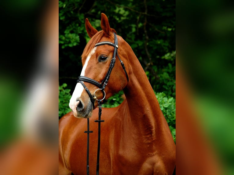 KWPN Caballo castrado 6 años 173 cm Alazán in Hof