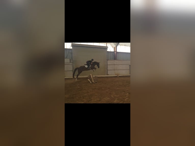 KWPN Caballo castrado 6 años 173 cm Alazán-tostado in Columbia Station