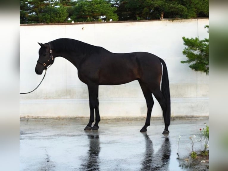 KWPN Caballo castrado 6 años 173 cm Castaño oscuro in Medzilaborce