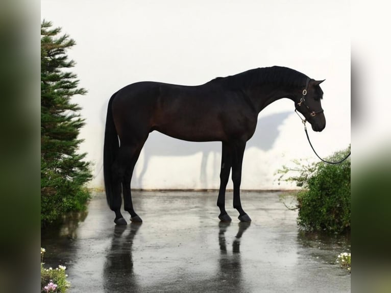 KWPN Caballo castrado 6 años 173 cm Castaño oscuro in Medzilaborce