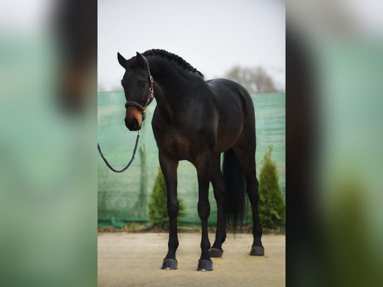 KWPN Caballo castrado 6 años 173 cm Castaño oscuro in Snina