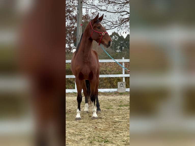 KWPN Caballo castrado 6 años 173 cm Castaño oscuro in Santiago De Compostela