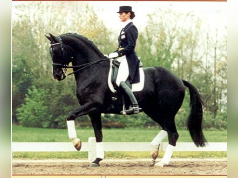 KWPN Caballo castrado 6 años 173 cm Castaño oscuro in Santiago De Compostela