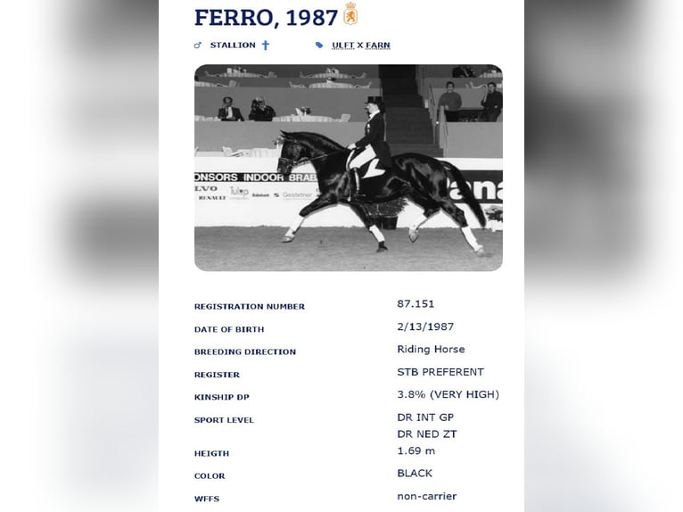 KWPN Caballo castrado 6 años 173 cm Castaño oscuro in Santiago De Compostela