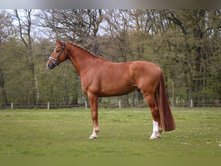 KWPN Caballo castrado 6 años 174 cm Alazán in Schierensee