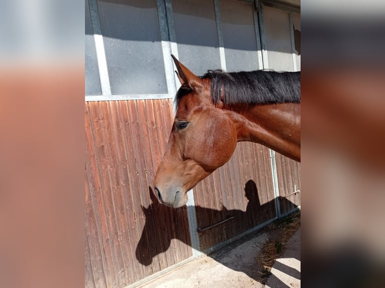 KWPN Caballo castrado 6 años 174 cm Castaño in Chieming