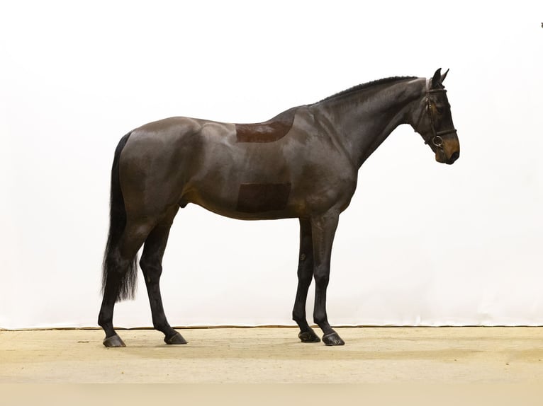 KWPN Caballo castrado 6 años 174 cm Castaño in Waddinxveen