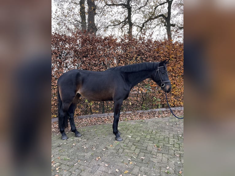 KWPN Caballo castrado 6 años 174 cm Castaño oscuro in Sint Hubert
