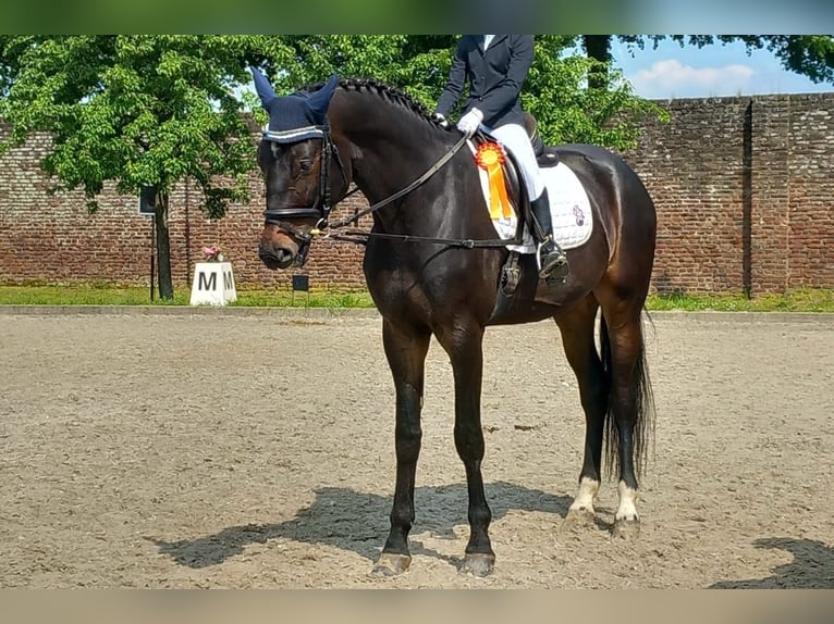 KWPN Caballo castrado 6 años 174 cm Morcillo in Heinsberg