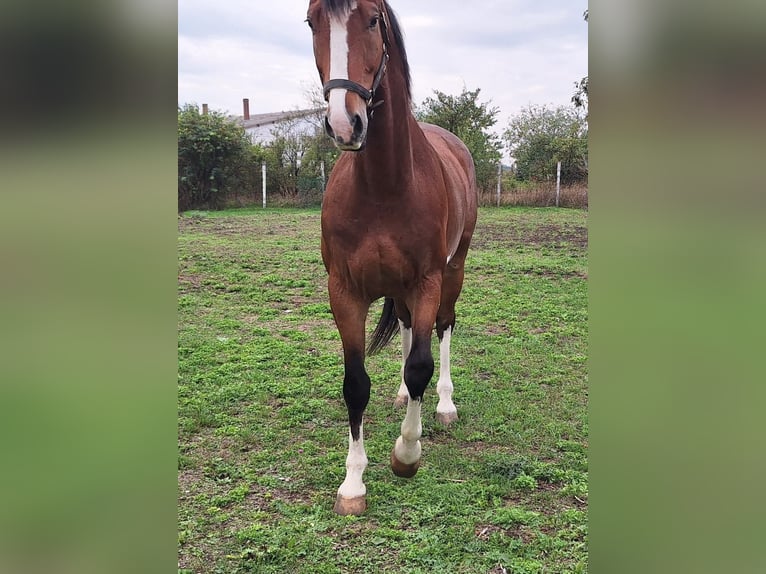 KWPN Caballo castrado 6 años 175 cm Castaño in Kecskemét