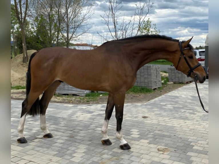 KWPN Caballo castrado 6 años 175 cm Castaño in Wolfsberg