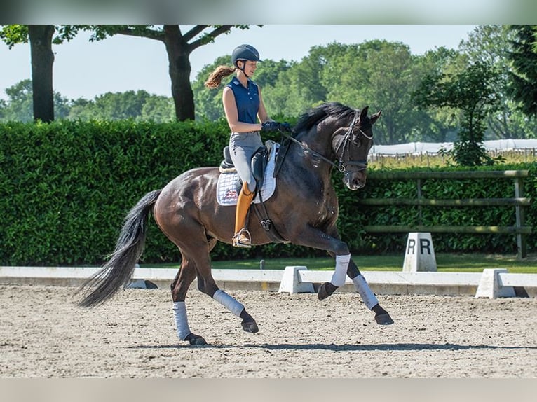 KWPN Caballo castrado 6 años 175 cm Castaño oscuro in Pilisjászfalu