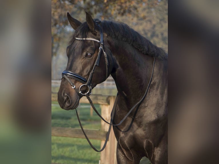 KWPN Caballo castrado 6 años 175 cm Castaño oscuro in Pilisjászfalu