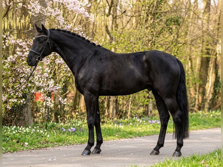 KWPN Caballo castrado 6 años 175 cm Negro in Kecskemét
