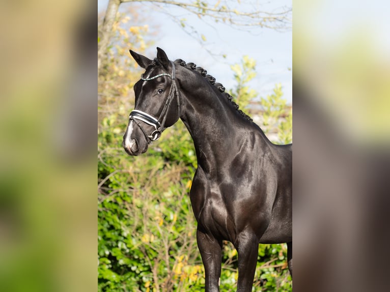 KWPN Caballo castrado 6 años 175 cm Negro in Oosterhout