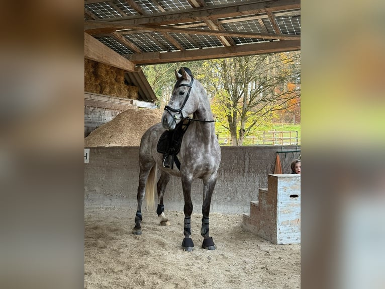 KWPN Caballo castrado 6 años 175 cm Tordo rodado in Zürich