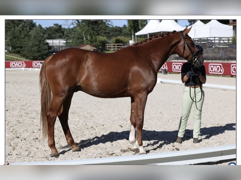 KWPN Caballo castrado 6 años 177 cm Alazán in Aulnoye-Aymeries