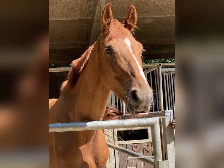KWPN Caballo castrado 6 años 177 cm Alazán in Mettmann