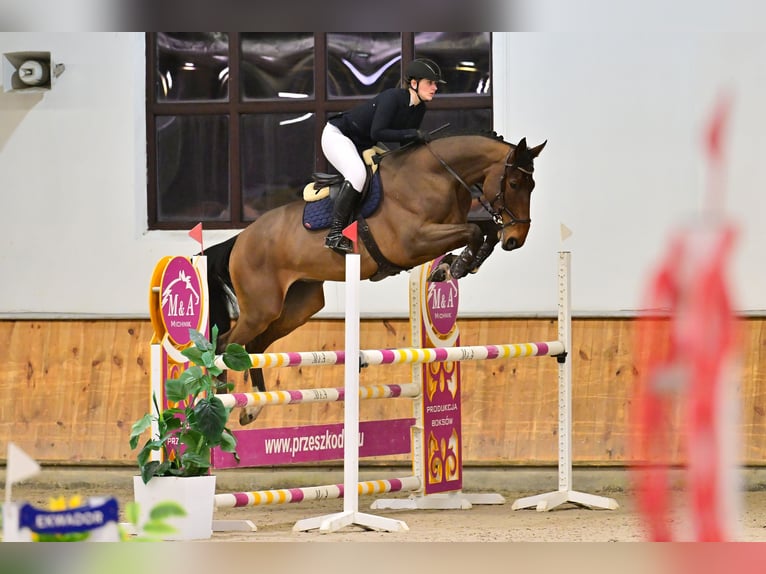 KWPN Caballo castrado 6 años 177 cm Castaño in Warszawa