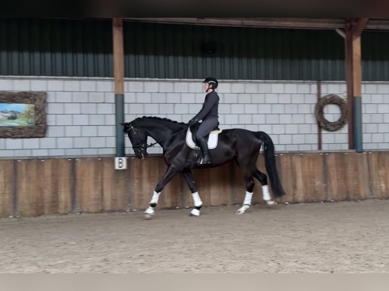 KWPN Caballo castrado 6 años 177 cm Negro in Oud Gastel