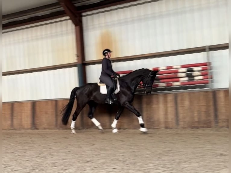 KWPN Caballo castrado 6 años 177 cm Negro in Oud Gastel