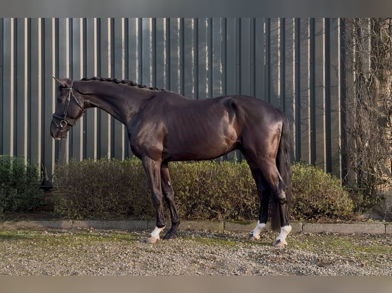 KWPN Caballo castrado 6 años 177 cm Negro in Oud Gastel