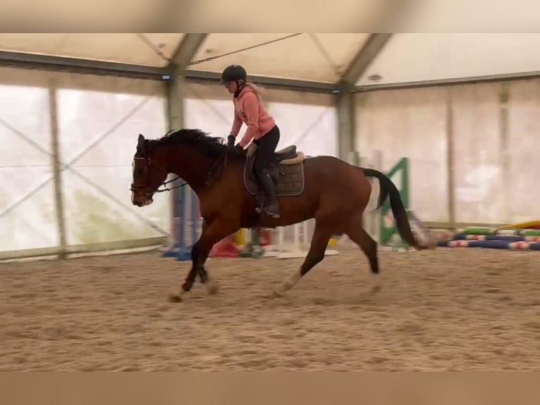 KWPN Caballo castrado 6 años 182 cm Castaño in Rychvald