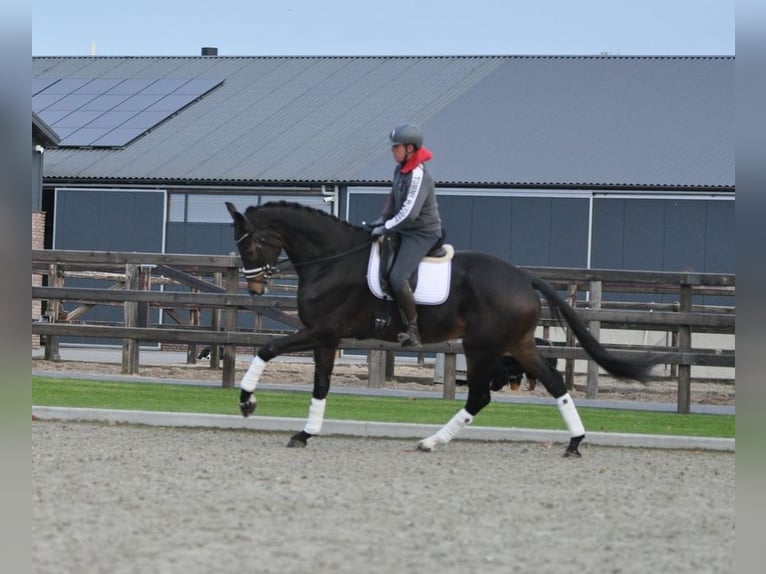 KWPN Caballo castrado 6 años 184 cm Castaño oscuro in Lunteren