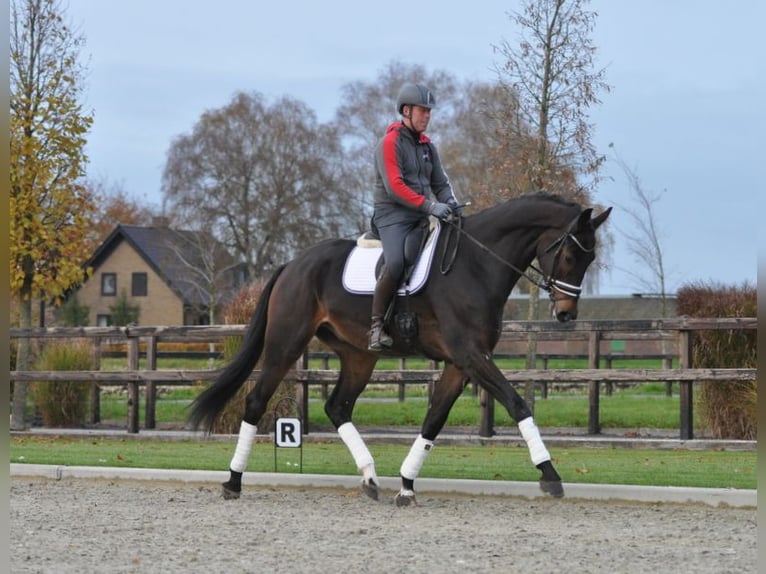 KWPN Caballo castrado 6 años 184 cm Castaño oscuro in Lunteren