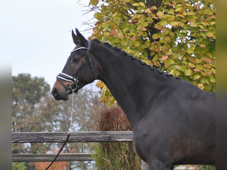 KWPN Caballo castrado 6 años 184 cm Castaño oscuro in Lunteren