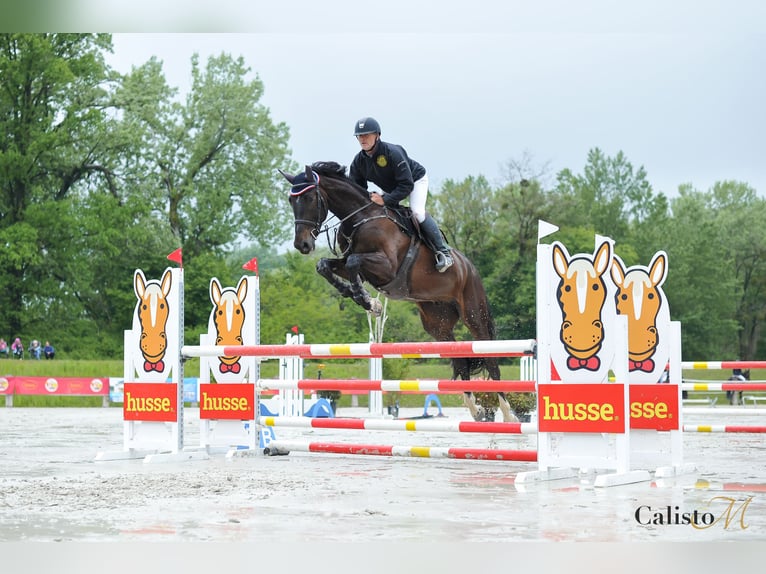 KWPN Caballo castrado 6 años 184 cm Castaño oscuro in Menge&#x161;