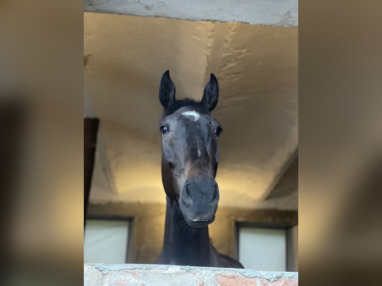 KWPN Caballo castrado 6 años 184 cm Castaño oscuro in Menge&#x161;