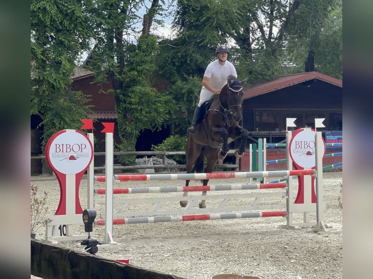 KWPN Caballo castrado 6 años 184 cm Castaño oscuro in Menge&#x161;