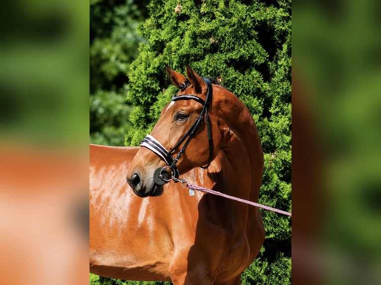KWPN Caballo castrado 6 años 185 cm Castaño in Sławnikowice